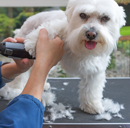 Dog Grooming In West Jordan Ut Abraxas Pet Resort