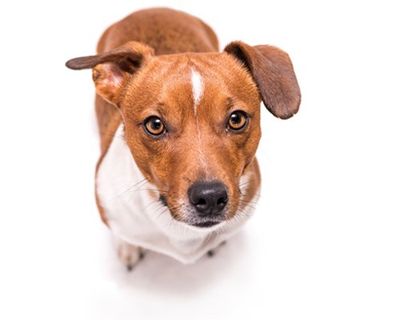 Dog Cat Daycare West Jordan Ut Abraxas Pet Resort