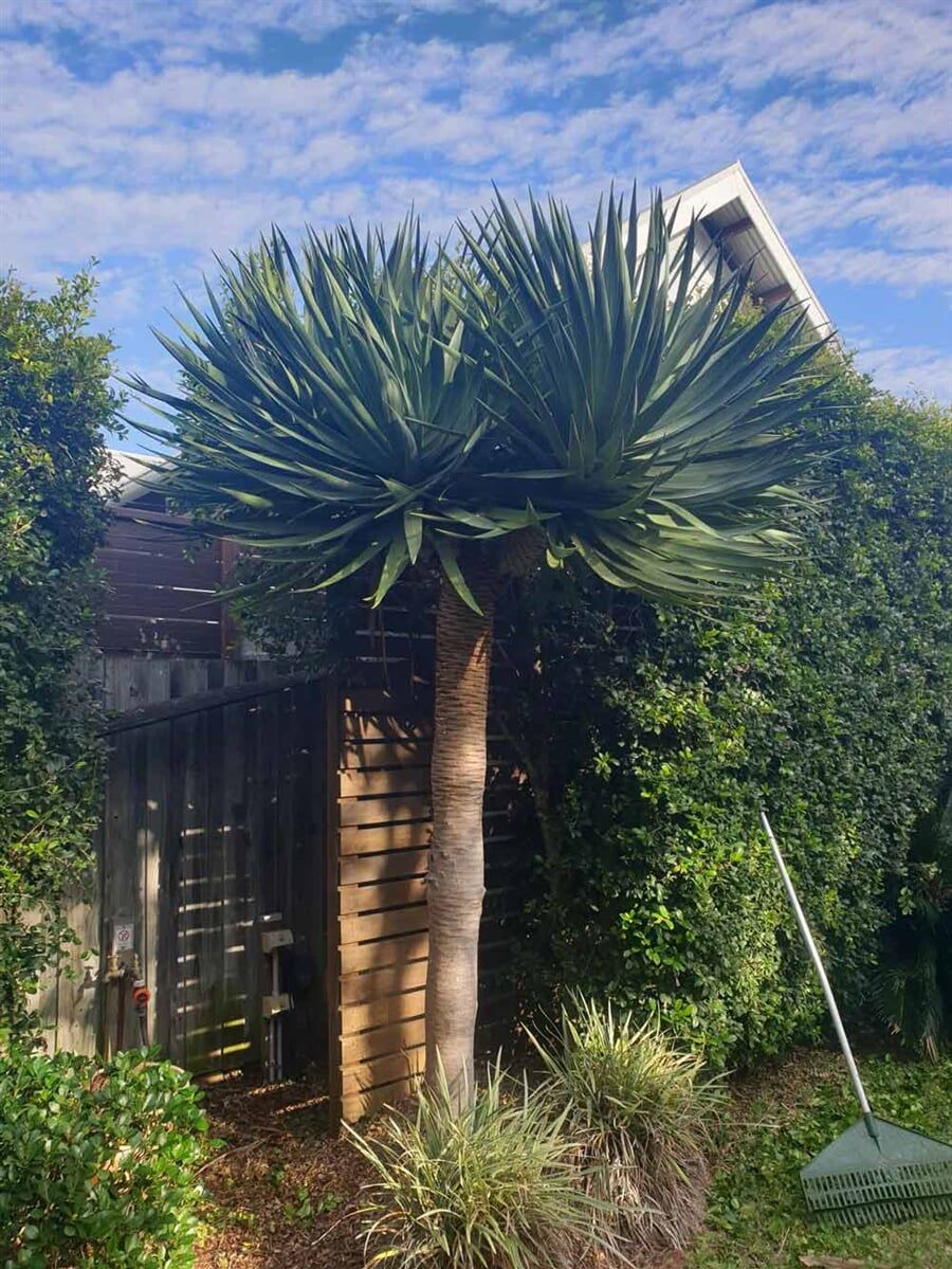 Palm Tree in the Front Yard — Landscaping inspiration in Matcham, Central Coast