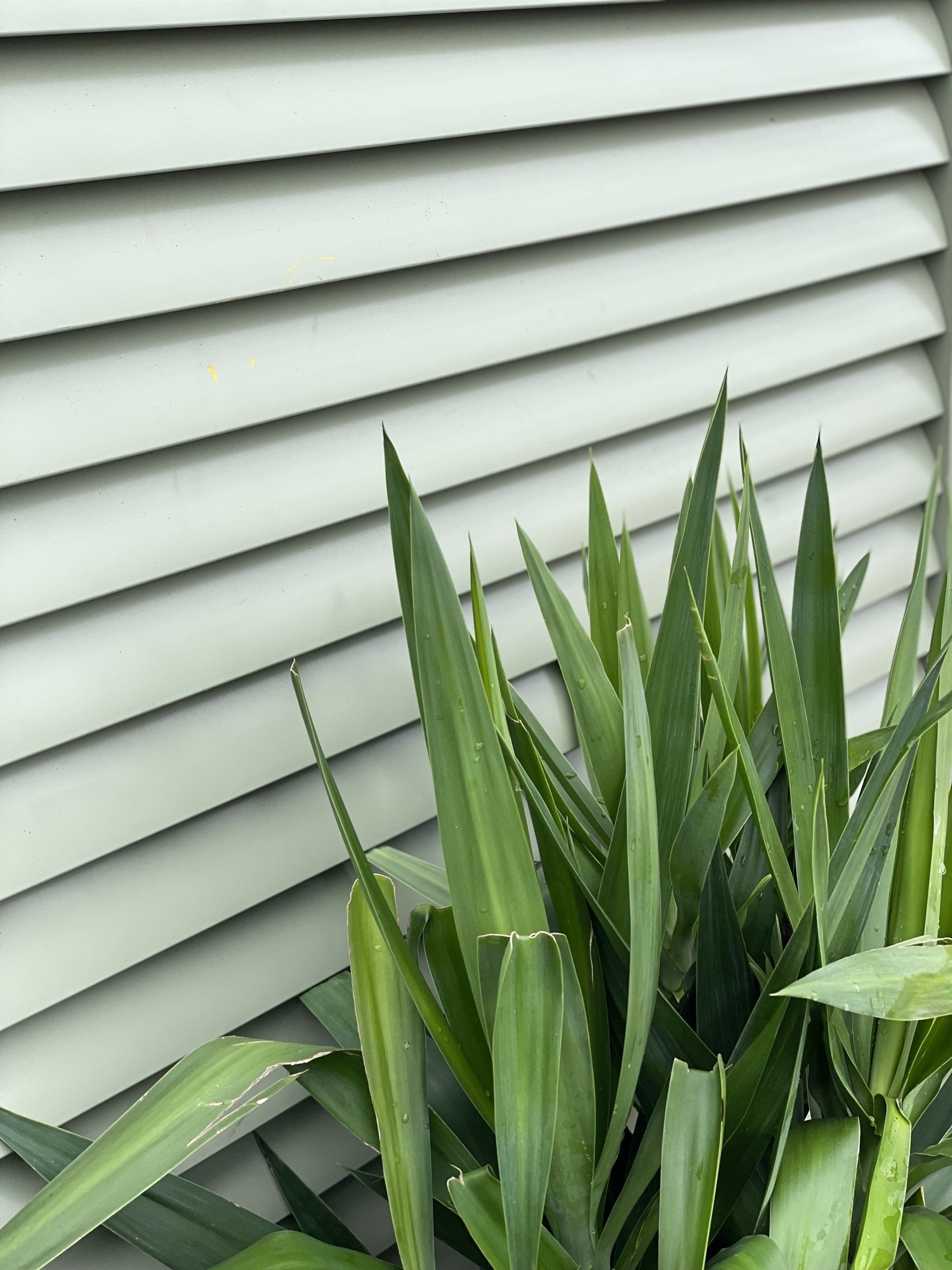 Green spiky plant in front of light green horizontal wood siding.
