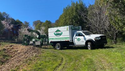 Tree Clearing — San Rafael, CA — All Stars Tree Service