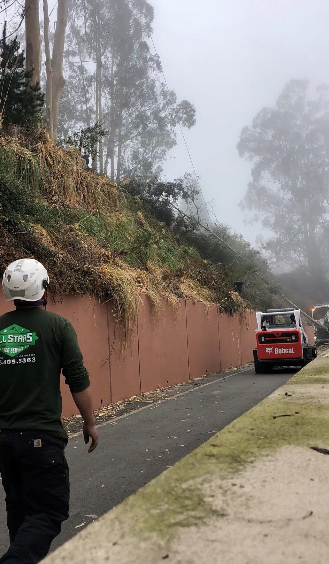 Tree Being Sawed — San Rafael, CA — All Stars Tree Service