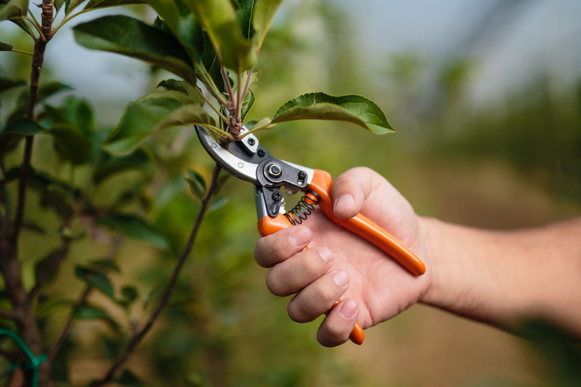 Close-up of a hand holding a pair of shears with orange handles as it cuts a tree’s leaves.
