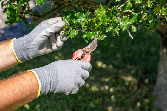 A close-up of hands of a gardener with gloves pruning a holly.