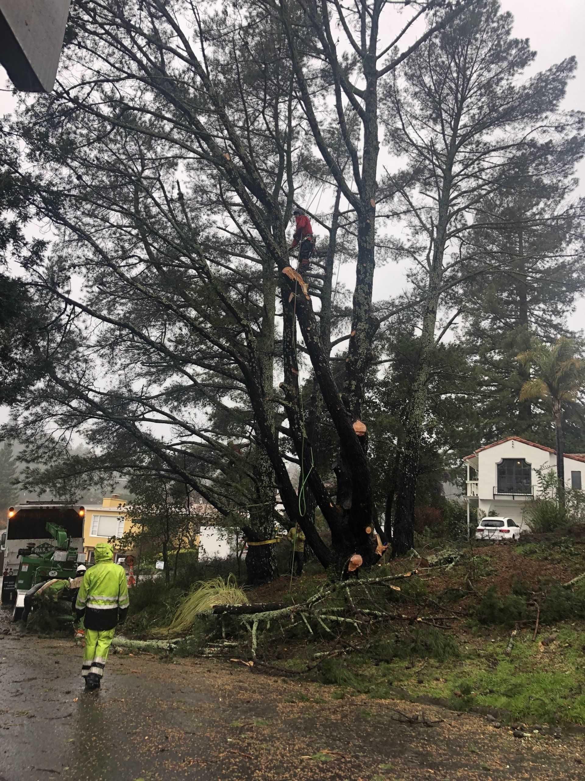 A 24-hour emergency tree cabling being performed in Mill Valley, CA