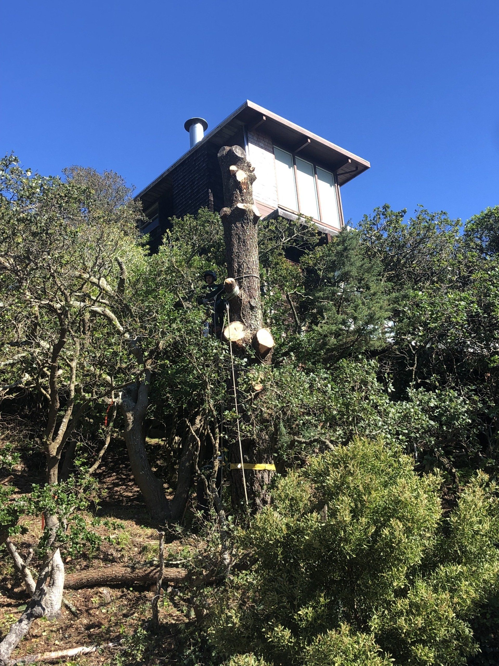 Tree Stump — San Rafael, CA — All Stars Tree Service