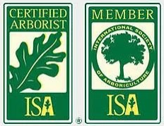 Certified Arborist — San Rafael, CA — All Stars Tree Service