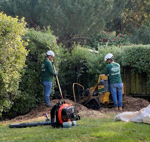 An Old Tree Being Removed — San Rafael, CA — All Stars Tree Service