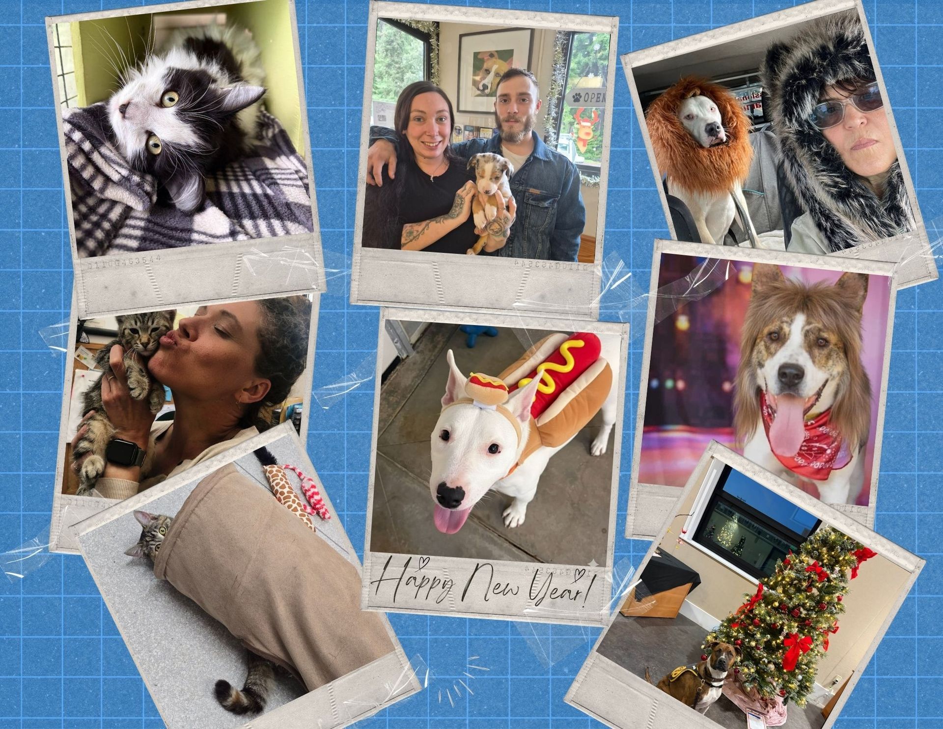 Polaroid photos featuring pets: cats, dogs, a couple, dressed up in costumes, posing, with a Christmas tree.