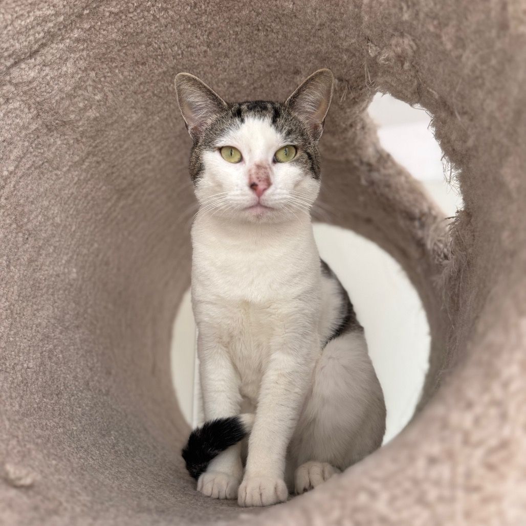 Cat sitting inside a cat tree tube, looking forward. White and gray fur, green eyes.