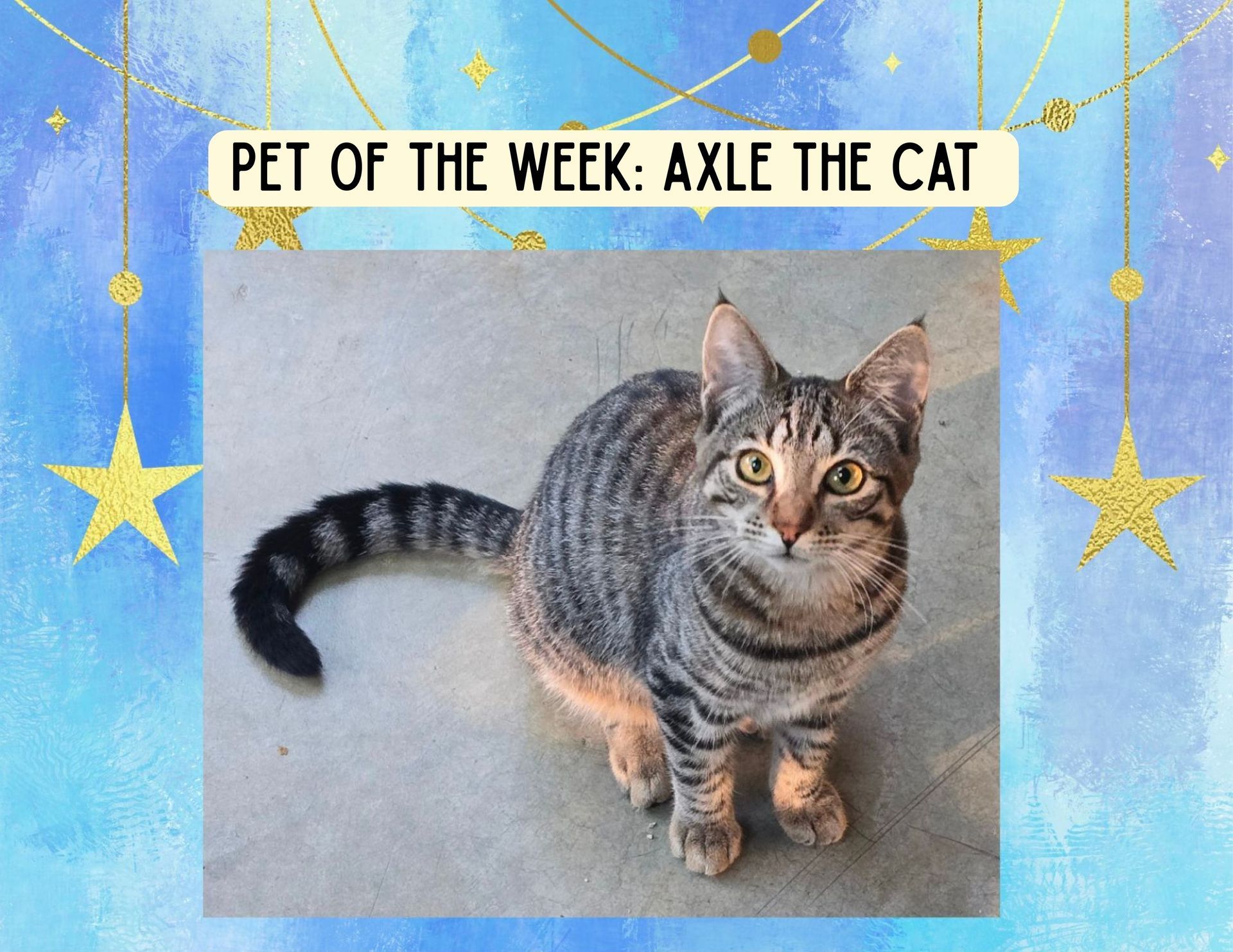 Axle the cat, gray tabby,