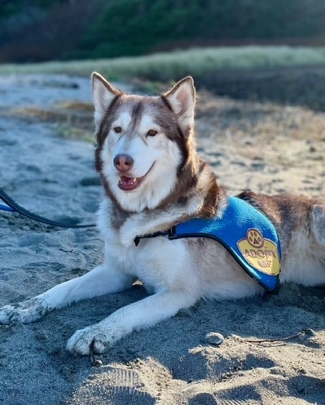 Husky dog wearing blue service vest, lying on sand, smiling.