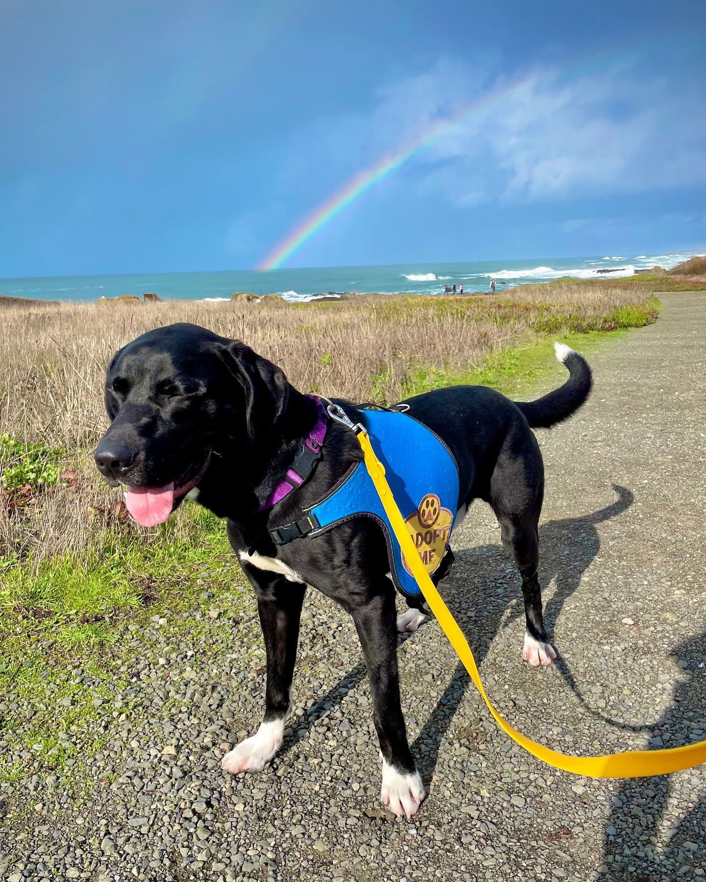 Black dog with white paws and chest, wearing a blue vest, on a path by the ocean, rainbow overhead.