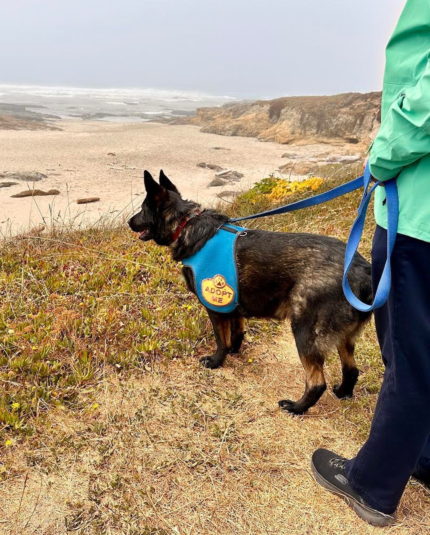 Dog on leash looks at ocean from a coastal path. Person in green jacket walks. Gray, overcast day.