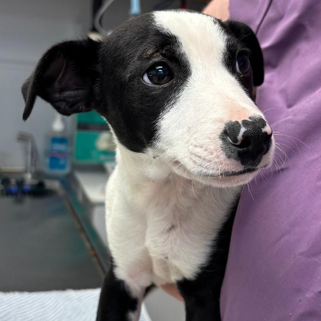 Black and white puppy being held, looking up, likely at a vet or in a clinic setting.