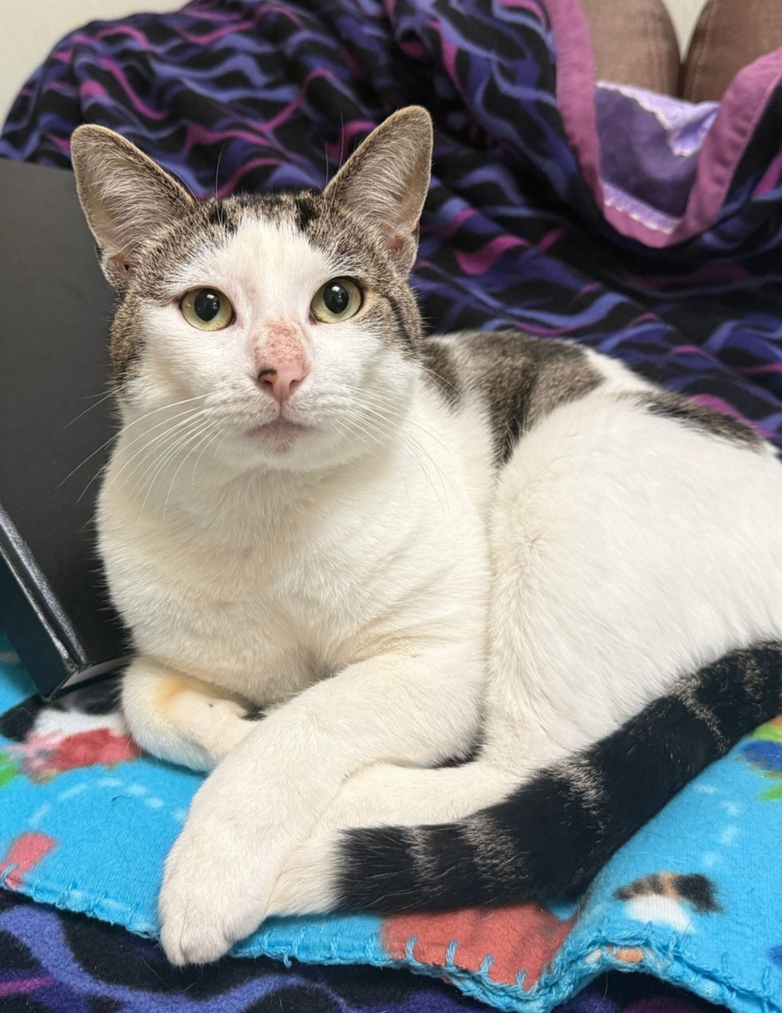 White and gray cat with folded paws, resting on a blue blanket; dark markings on tail.
