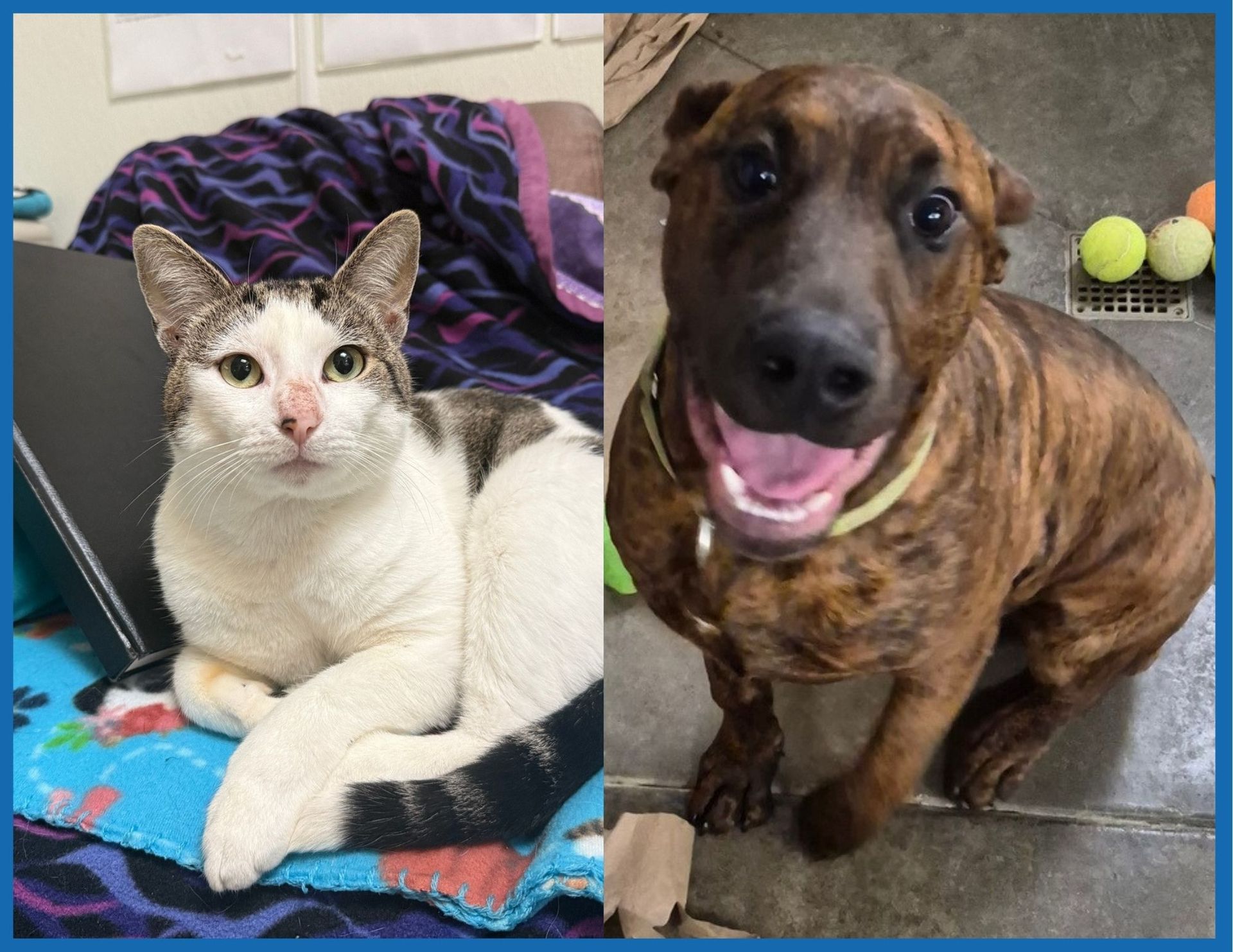 Cat and dog side-by-side: cat with white/grey fur, sitting. Dog has brindle coat, smiling, sitting.