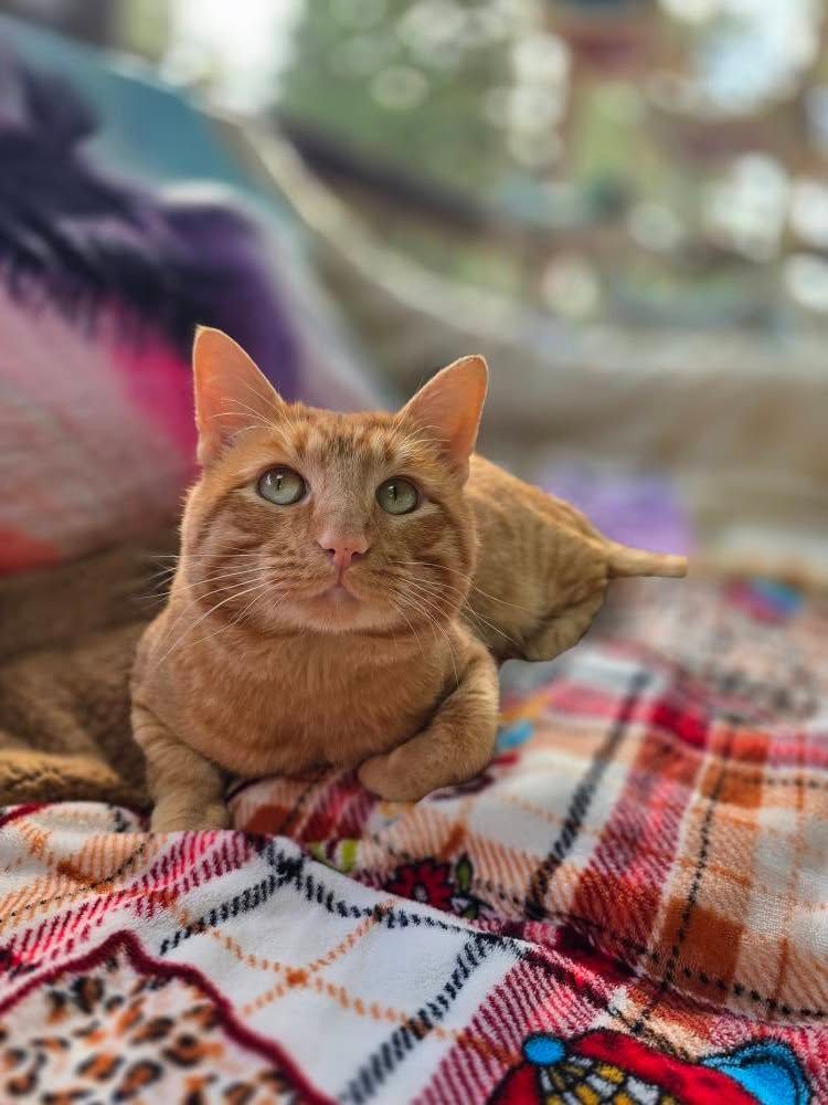 Orange tabby cat resting on a plaid blanket, looking up with a neutral expression.