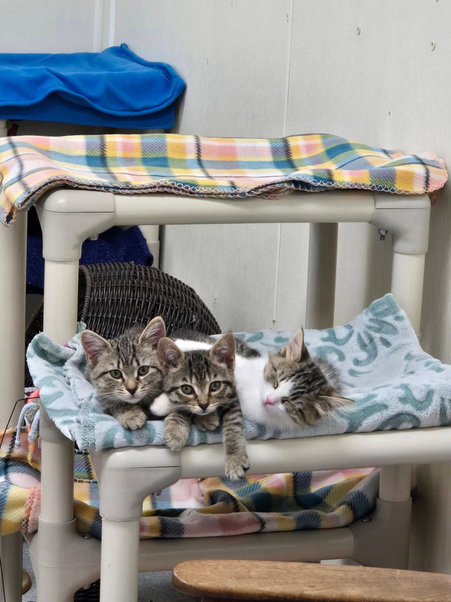 Three kittens resting on a shelf covered with blankets. Two are striped, one is white and tabby.