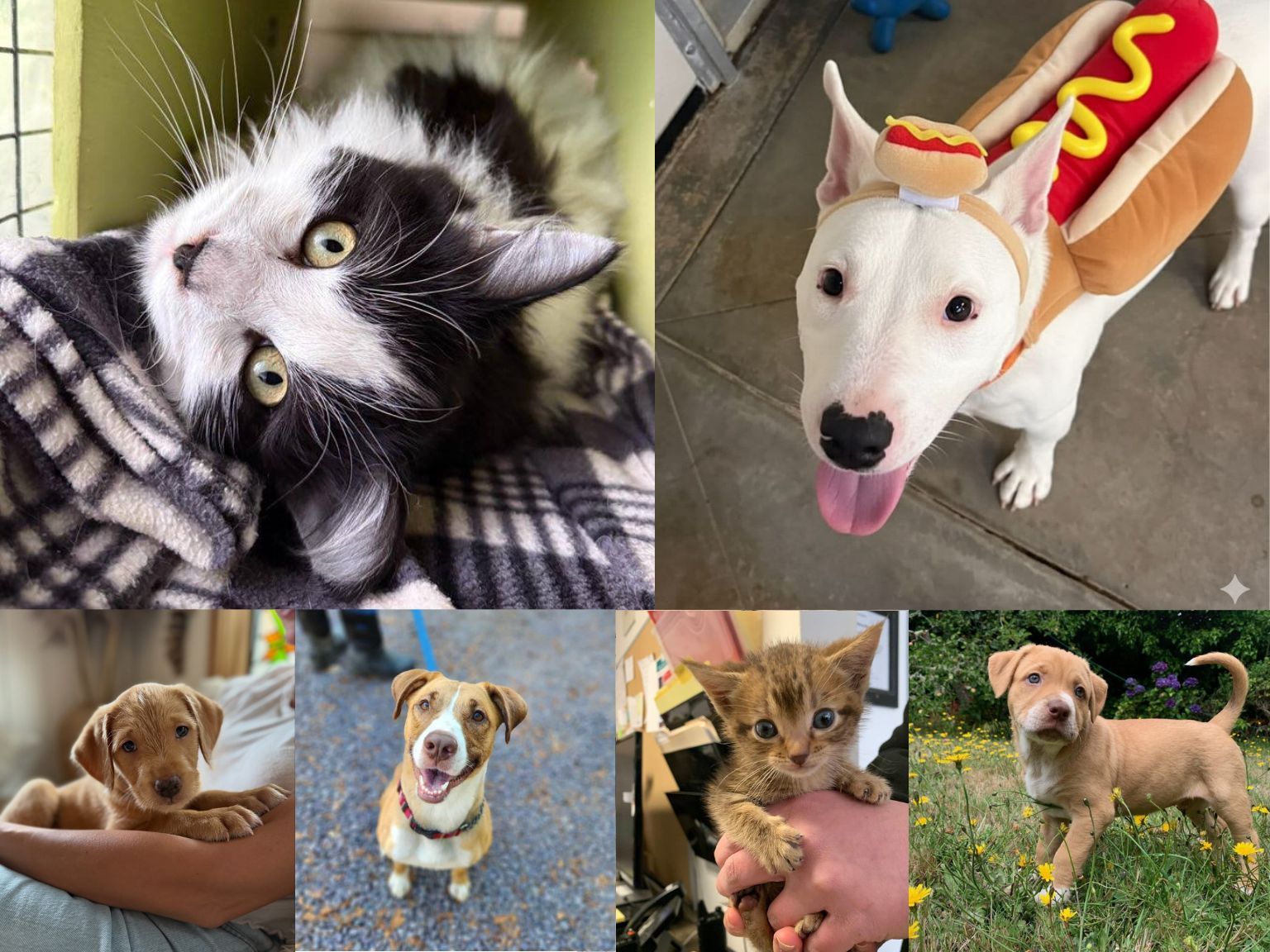 Collage of six pets: cat in blanket, dog in hot dog costume, puppies, and kitten.