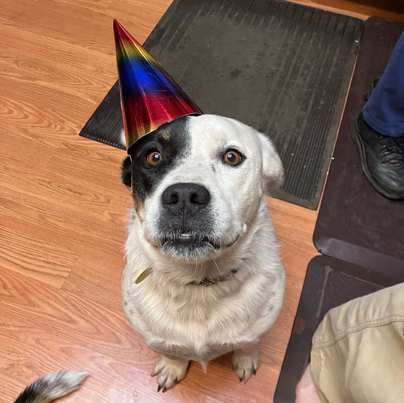 Dog with black and white fur wearing a colorful party hat, looking up with a gentle expression.
