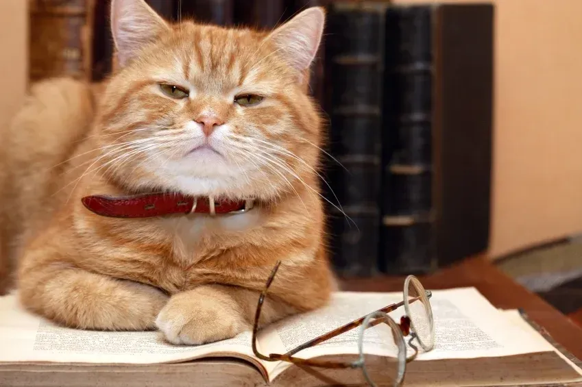 Orange cat with red collar resting on open book, eyeglasses, and books in the background.