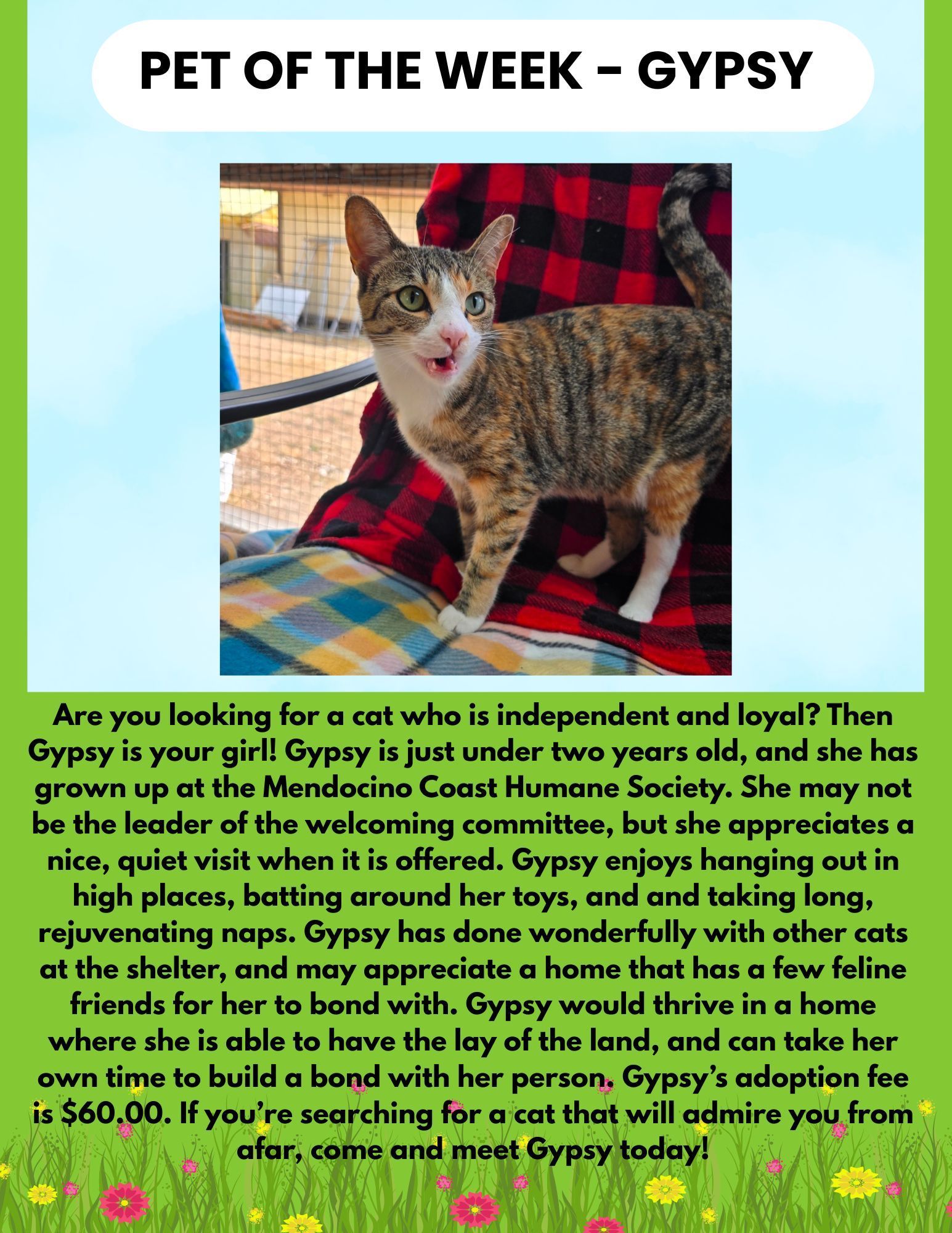 Cat named Gypsy, pet of the week at the Mendocino Coast Humane Society. Gypsy is a young cat with brown and white fur.