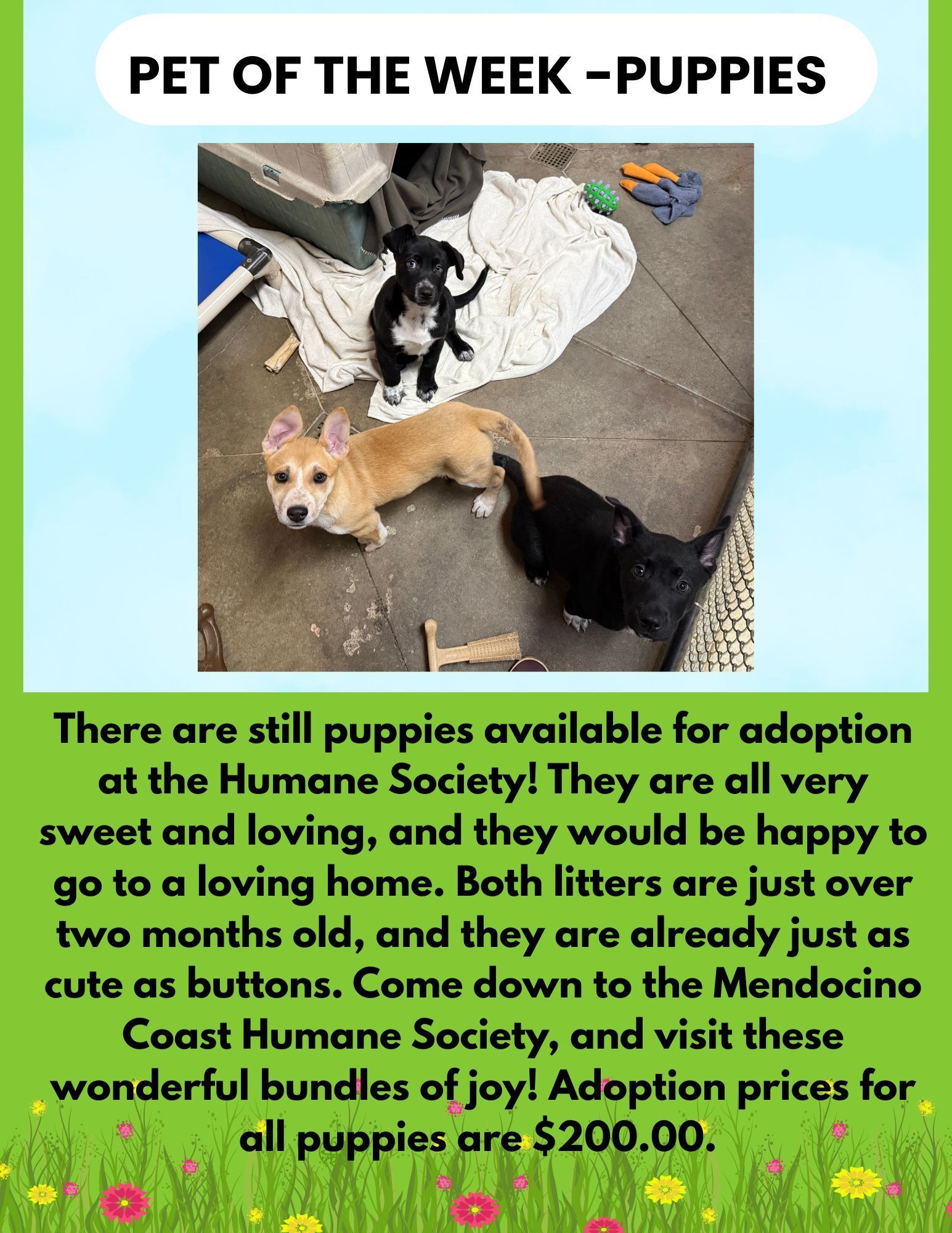 Puppies available for adoption at the Mendocino Coast Humane Society. Adoption price is $200.00.