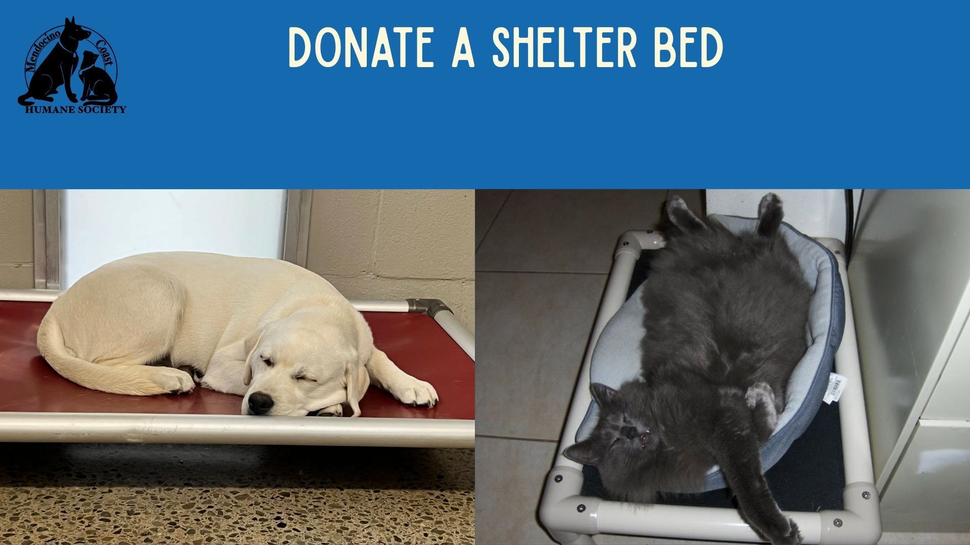 Two animals resting on beds in a shelter. A dog lies on a red bed, and a cat relaxes in a blue bed. Text: Donate a shelter bed.