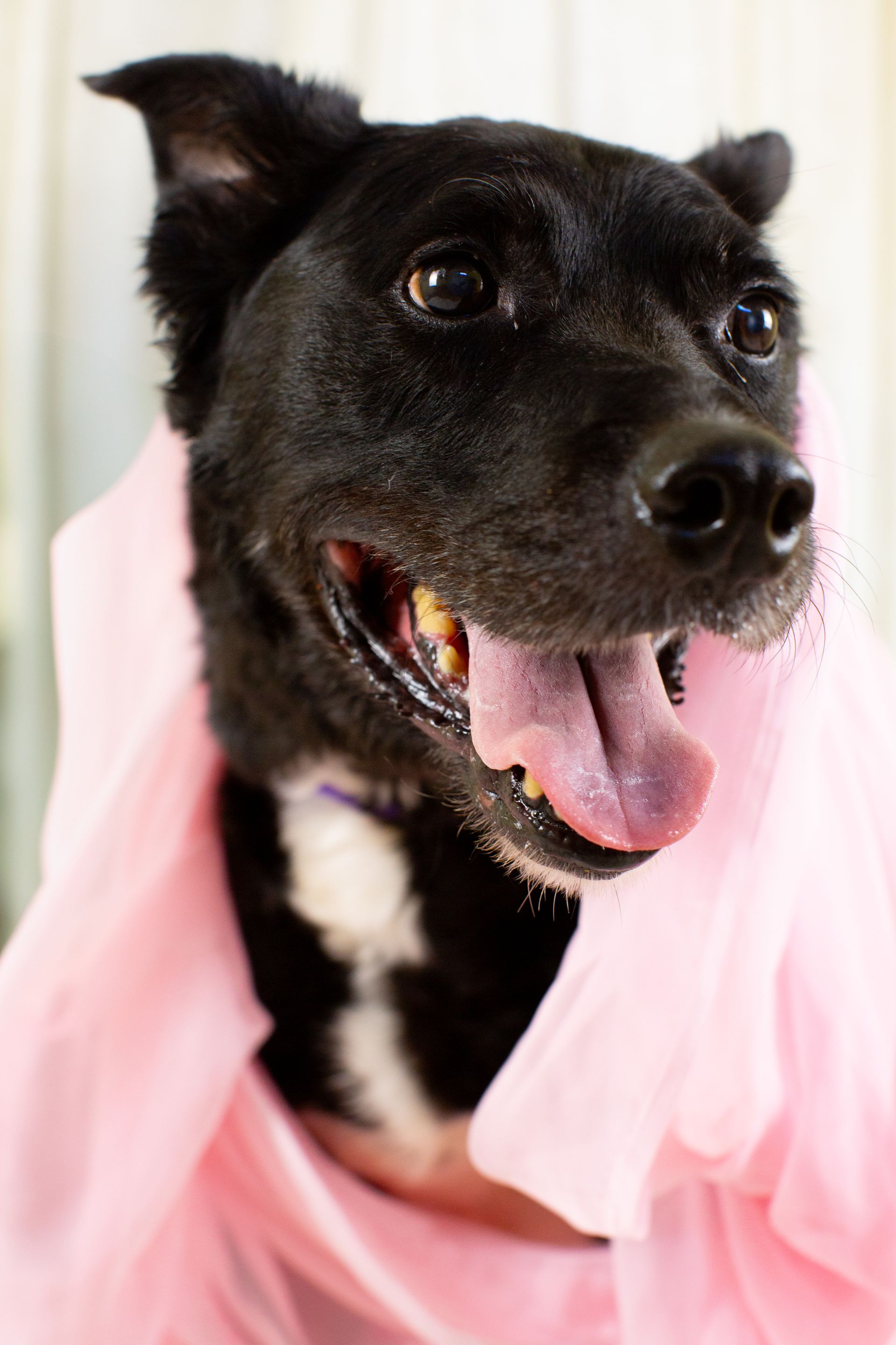 Black dog with white chest, wearing pink tulle, panting with a happy expression.