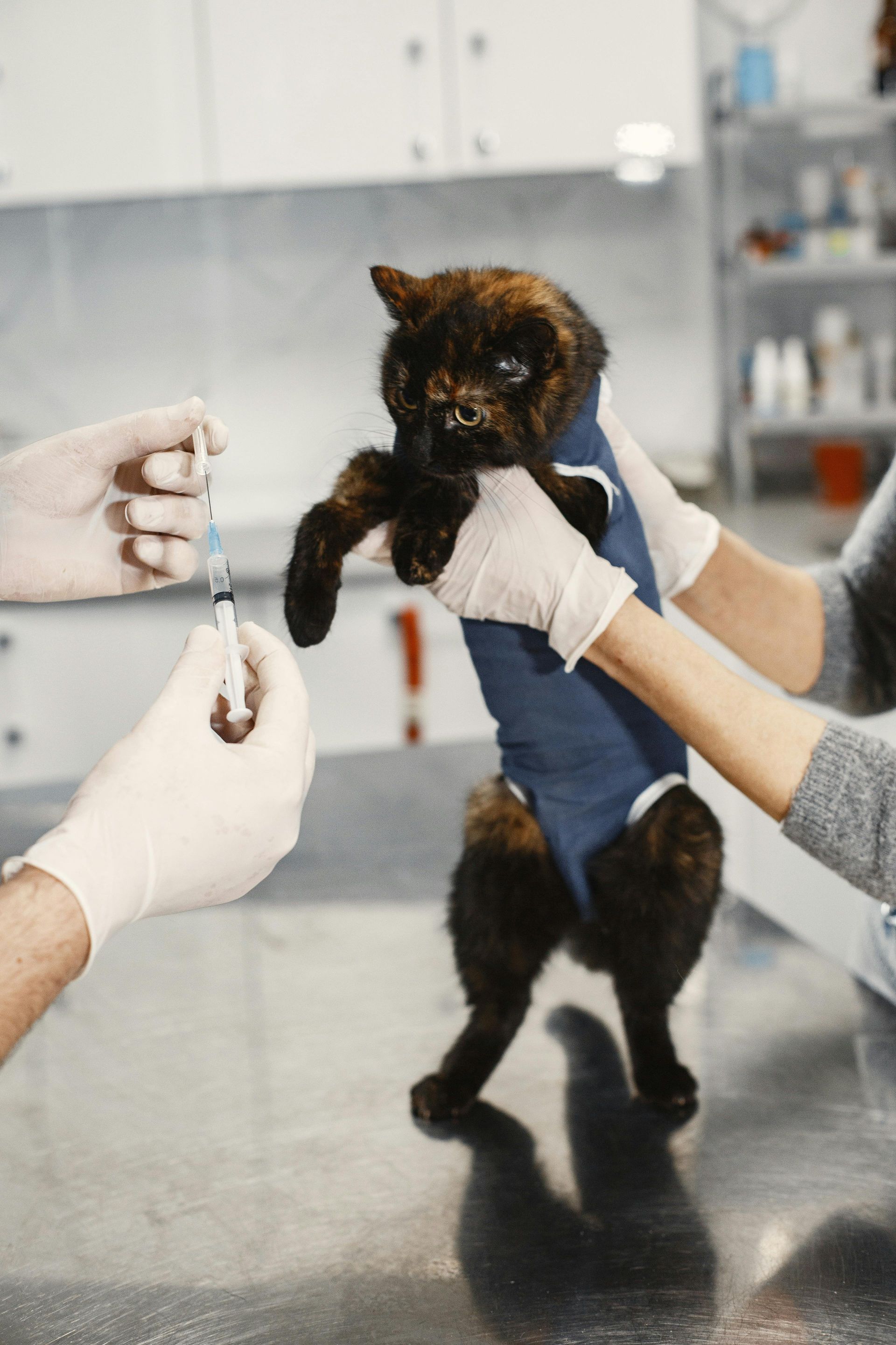 Cat in a blue surgical garment at vet, being held for an injection. Two gloved hands hold the cat.