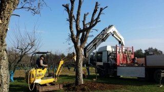 potatura rami di un albero