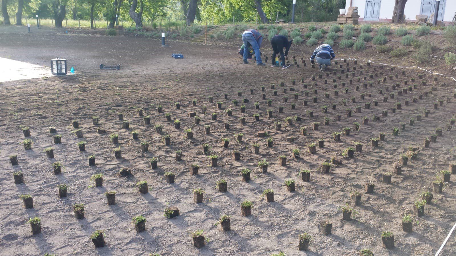 realizzazione prato con phyla nodiflora