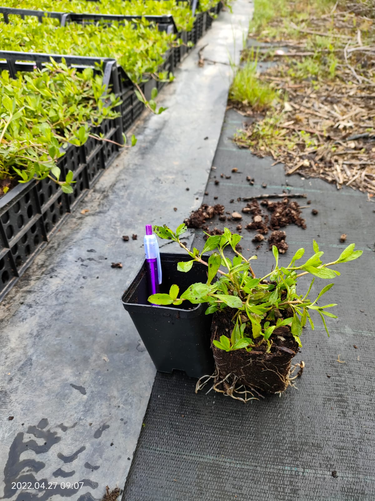 piccola pianta in vaso