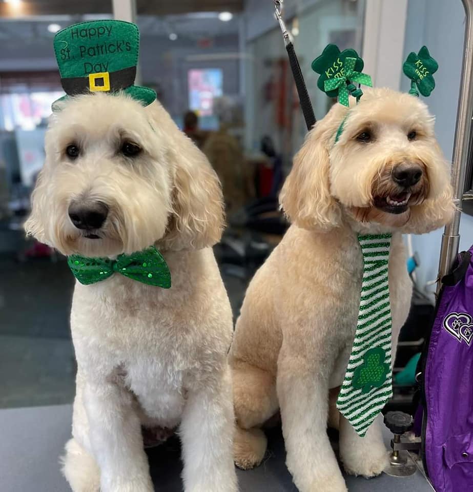 Dog Daycare Niles, MI Bunk & Biscuit
