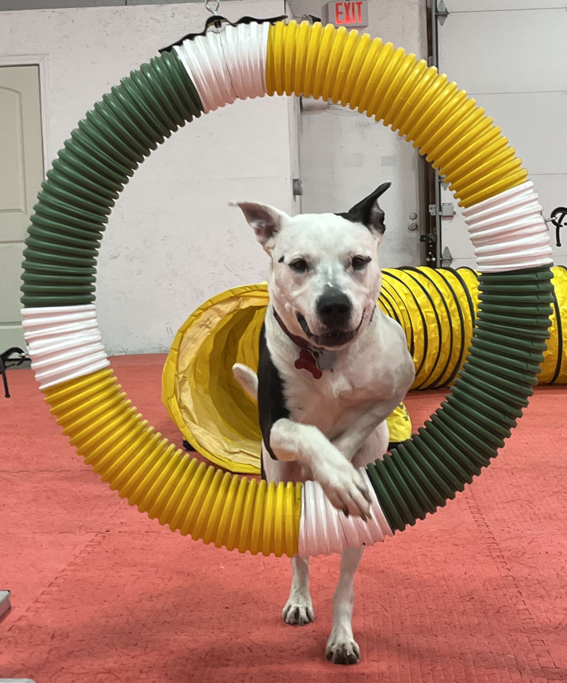 Dog jumping through a colorful agility hoop in an indoor training area.