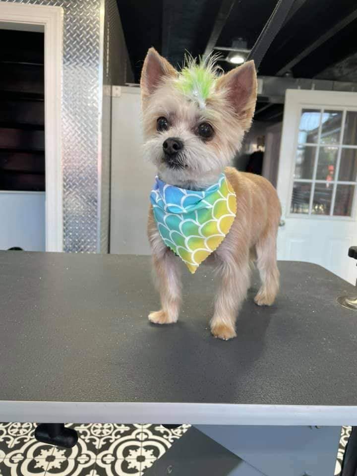 Yorkshire Terrier with a green mohawk and mermaid bandana, on a grooming table.
