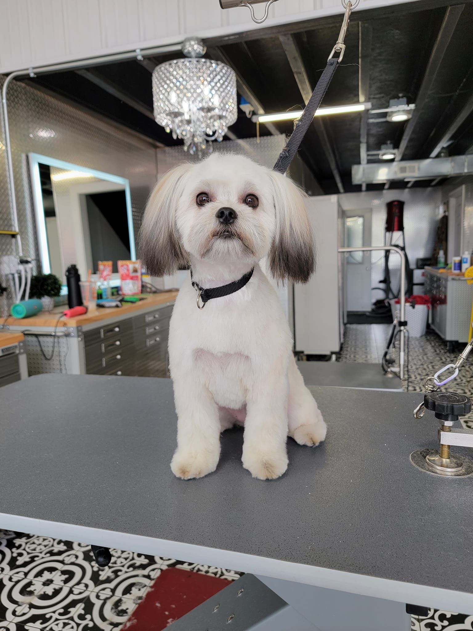 White dog with brown ears sits on a grooming table in a salon, wearing a black collar.