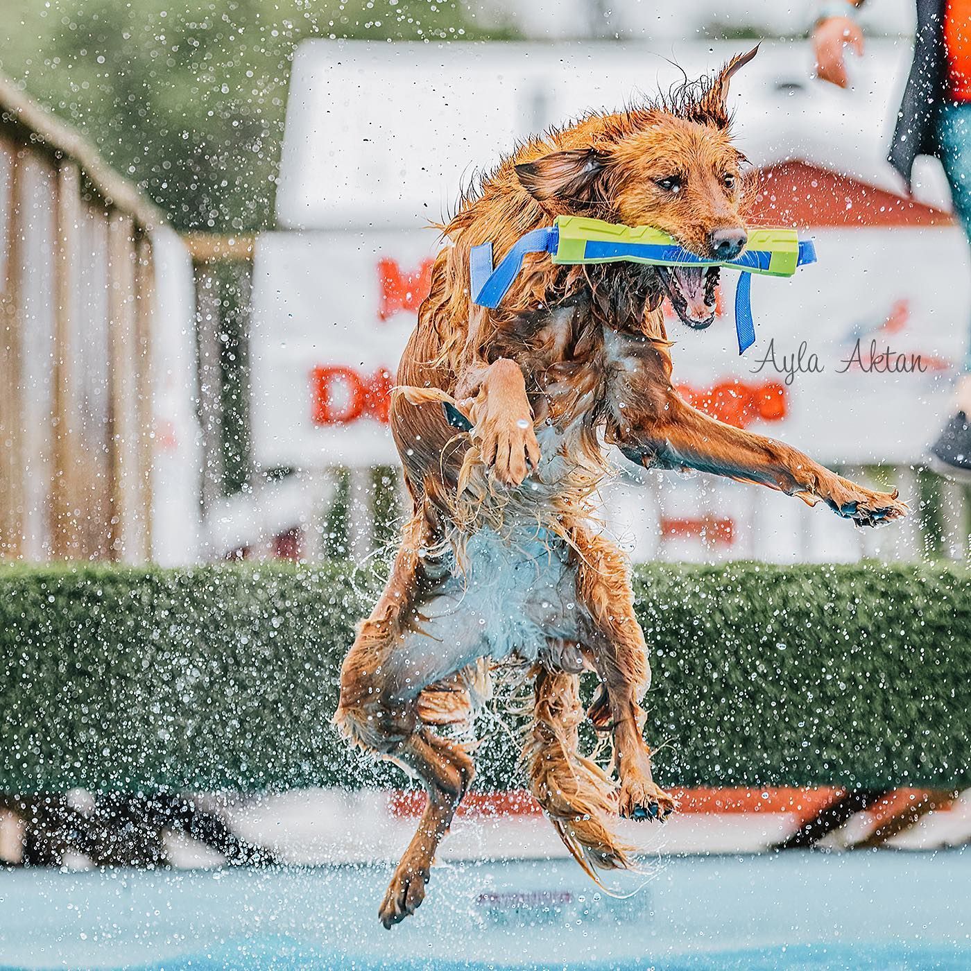 Diving Dogs — Niles, MI — Bunk & Biscuit