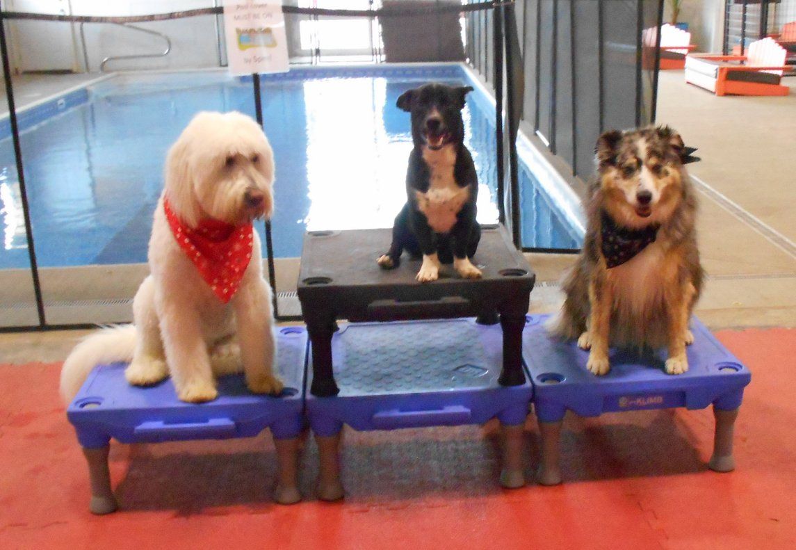 Three Dogs Indoor Pool — Niles, MI — Bunk & Biscuit