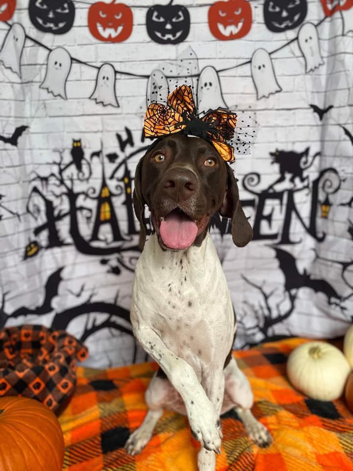 Dog wearing a Halloween bow in front of a Halloween backdrop with pumpkins.