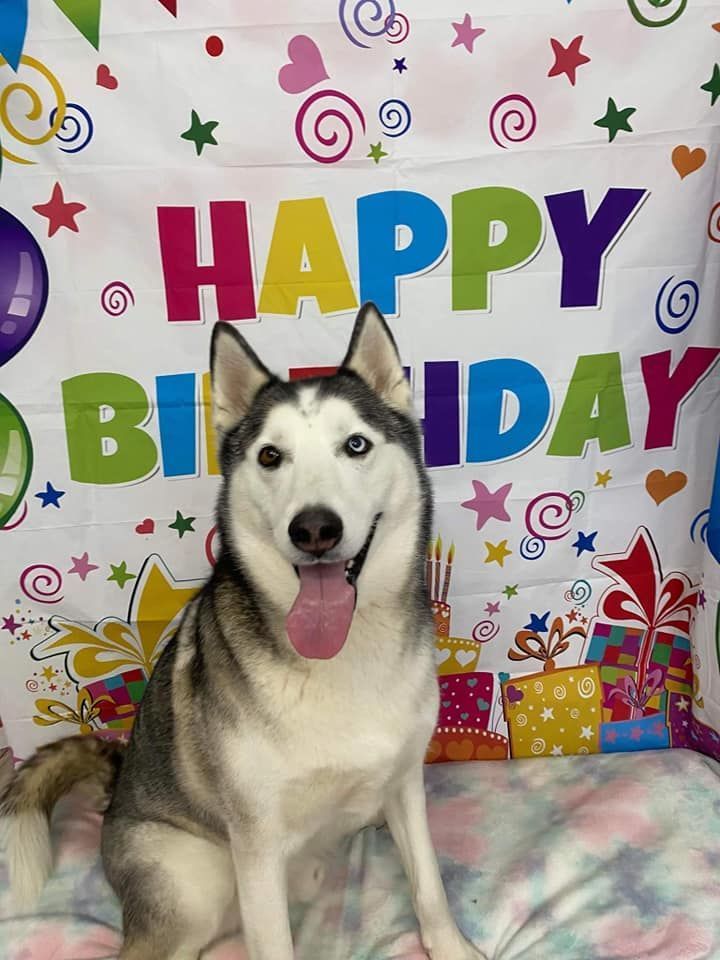 Happy husky with a blue and brown eye in front of a colorful