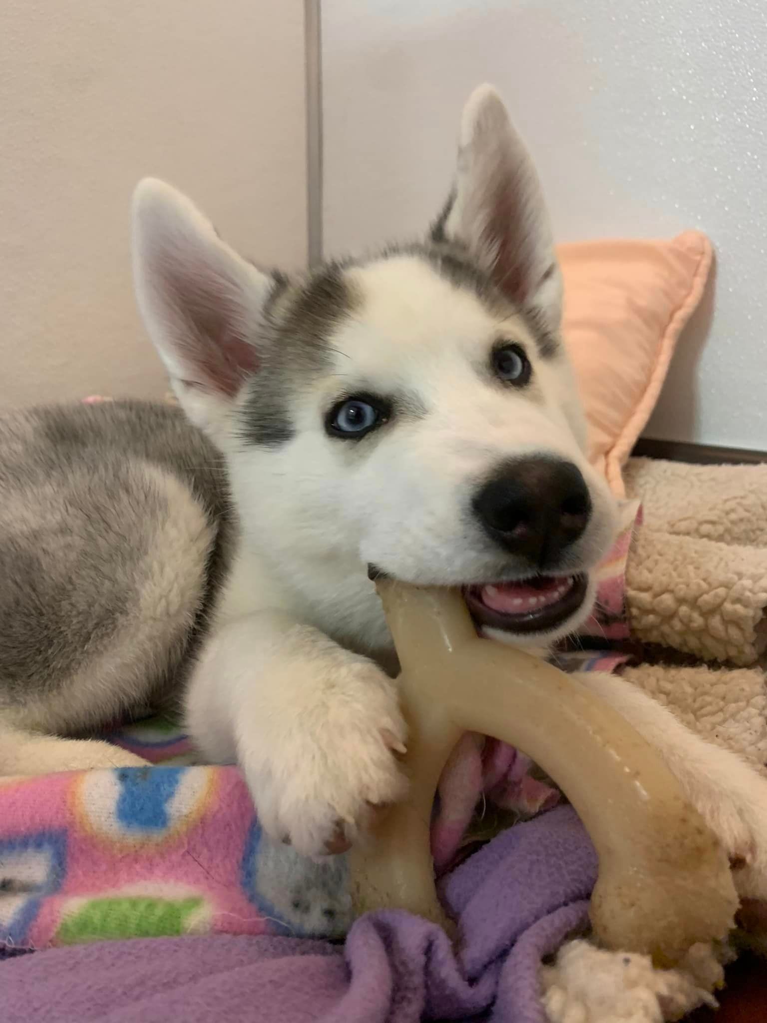 Dog Boarding Niles, MI Bunk & Biscuit