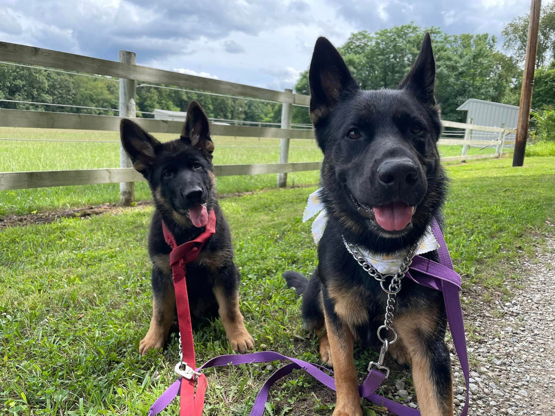 Dog Playing Outside — Niles, MI — Bunk & Biscuit