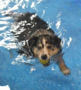 Hunter Perry Swimming Lessons — Niles, MI — Bunk & Biscuit