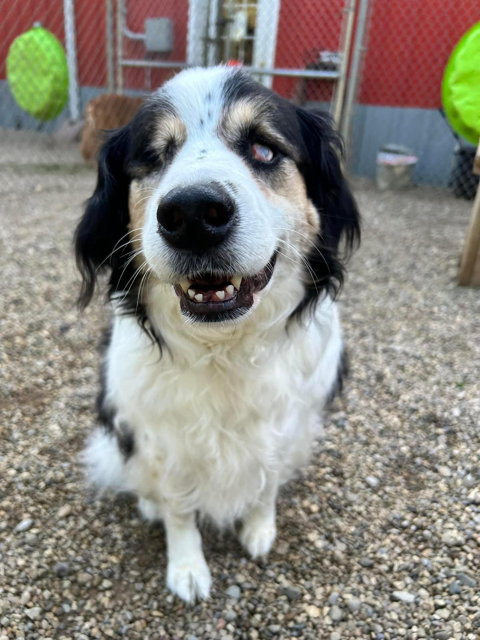 Smiling black, white, and tan dog with cloudy eye sitting outdoors, looking at camera.