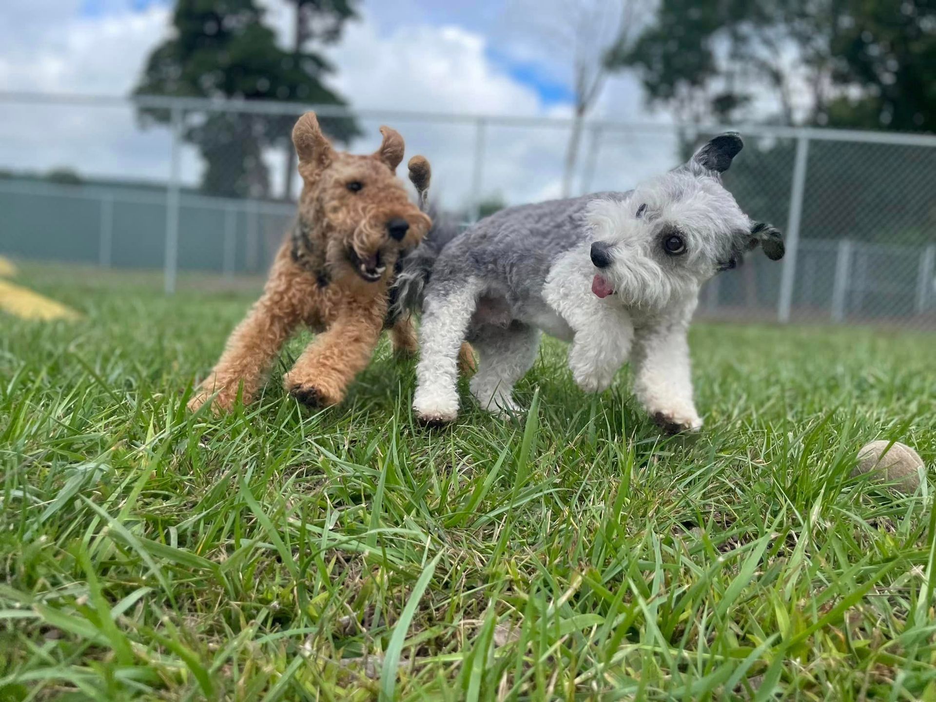 Two dogs, one brown and one gray, run on green grass at a park.