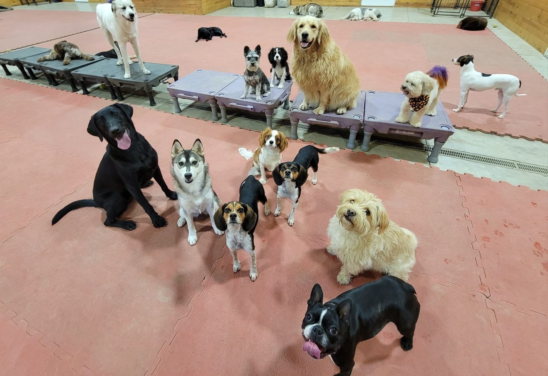 Six Dogs Sitting on Platform — Niles, MI — Bunk & Biscuit