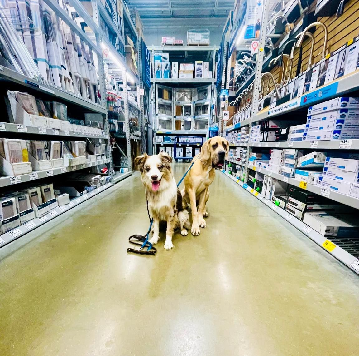 Two Happy Trained Dogs — Niles, MI — Bunk & Biscuit