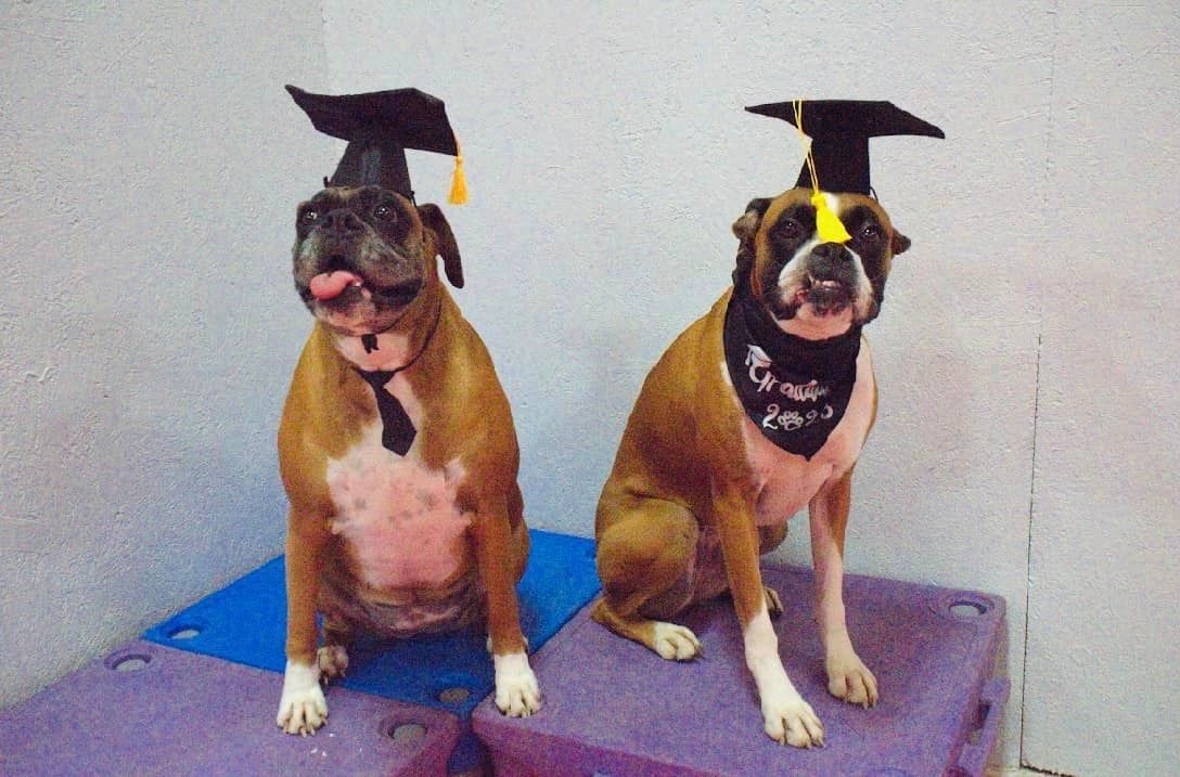 A group of dogs doing dog training classes in Berrien County, MI